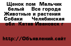 Щенок пом. Мальчик белый  - Все города Животные и растения » Собаки   . Челябинская обл.,Катав-Ивановск г.